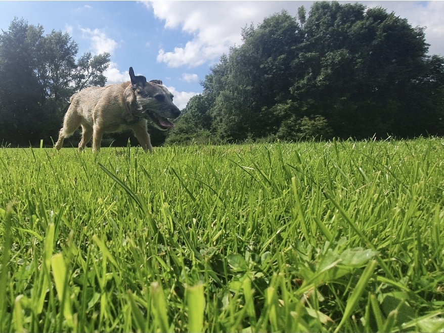 Dog running